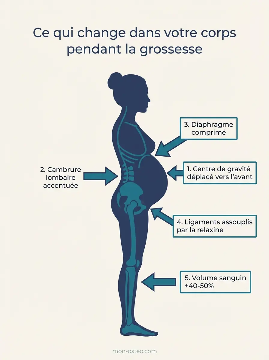 Infographie des 5 changements corporels pendant la grossesse : centre de gravité déplacé, cambrure lombaire accentuée, diaphragme comprimé, ligaments assouplis par la relaxine, volume sanguin augmenté de 40 à 50%